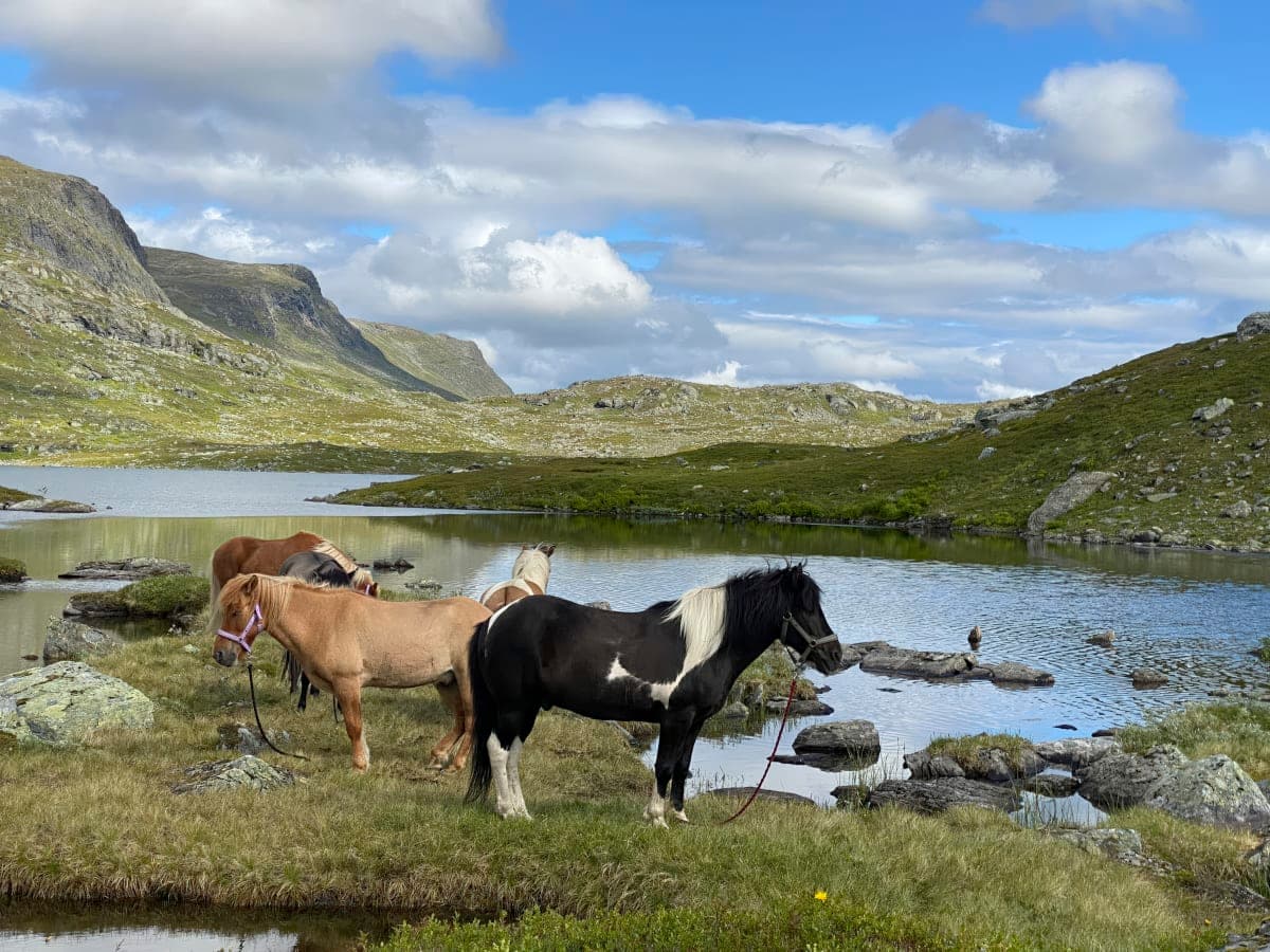 Flera islandshästar vid strandkanten till en fjällsjö med gräsbevuxna berg i bakgrunden.