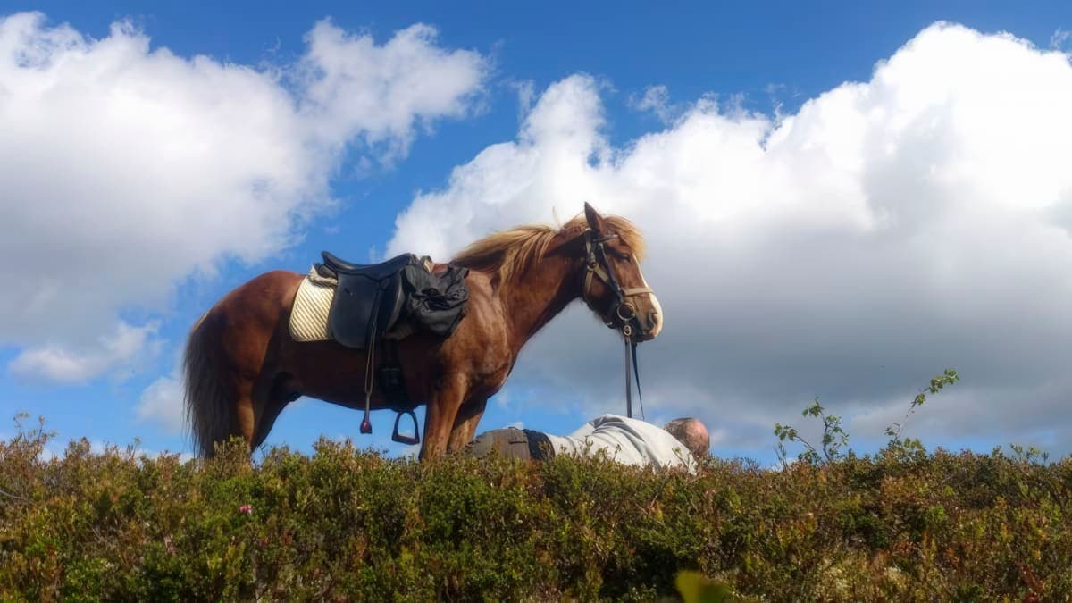 En man vilar i fjällvegetationen bredvid sin sadlade islandshäst under en blå himmel med moln.