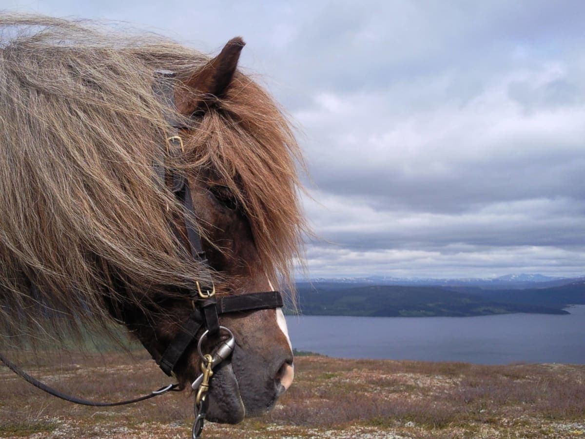 Närbild på en islandshästs huvud i profil med vinden i manen, med utsikt över en sjö och fjäll.
