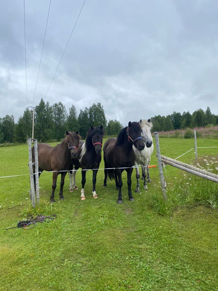 Fyra islandshästar som står i en grön hage med träd i bakgrunden.