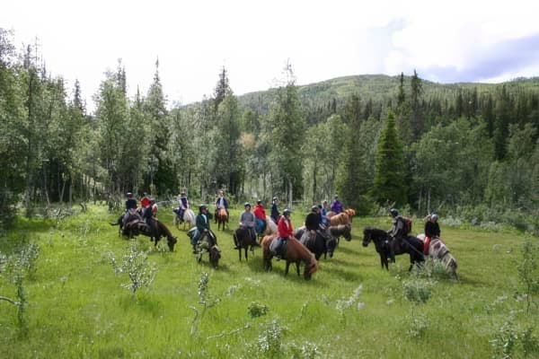Heldagstur med islandshästar i fjällen